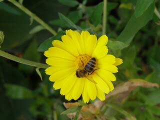Beautiful nature northern Ukraine, vegetation, flowers, fungi, fields, trees, flora, fauna