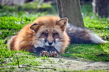 Rotfuchs ( Vulpes vulpes ).