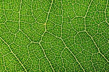 Close-up of a leaf textured background, beautiful nature texture concept