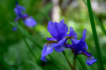 Iris sibirica, Siberian iris or Siberian flag. Blue miracle-shaped flower cut on a green background. Plant under nature protection