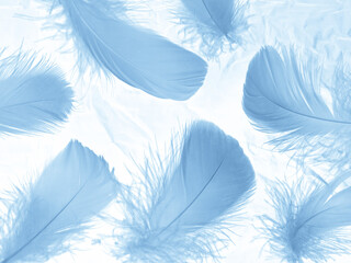 Fototapeta na wymiar Beautiful abstract blue feathers on white background, white feather texture and blue background, feather wallpaper, blue texture banners, love theme, valentines day, light blue texture, white gradient