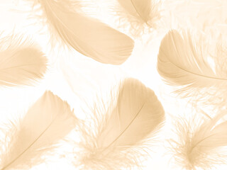 Fototapeta na wymiar Beautiful abstract white and brown feathers on white background and soft yellow feather texture on white pattern and yellow background, feather background, gold feathers banners, brown texture