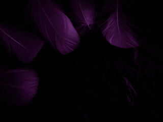 Fototapeta na wymiar Beautiful abstract purple feathers on black background, black feather texture on dark pattern and purple background, colorful feather wallpaper, love theme, valentines day, dark texture