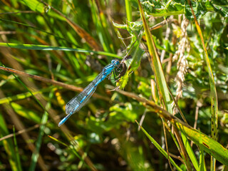 Common blue damselfly