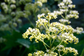 Rodgresia podophylla is a species of flowering plant in the saxifrage family native to Japan and Korea.