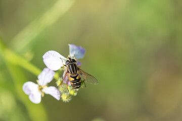 A bee collects honey on a clover flower.