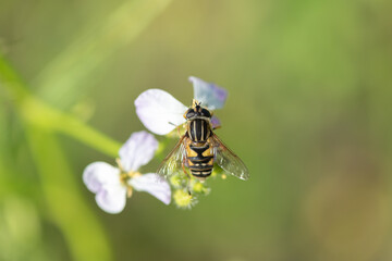 A bee collects honey on a clover flower.