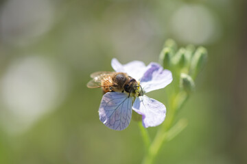 A bee collects honey on a clover flower.