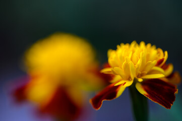 Macro photo of the nature of the flower Tagetes, Marigold flower, Texture background