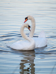 Naklejka premium A pair of mute swans on a lake in south London.