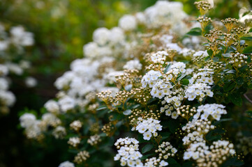 Blooming bush with white flowers named Spiraea Vanhouttei also called bridal wreath bush. Floral backdrop of luxuriant white petals and yellow stamens of blossoms. Natural floral textures.