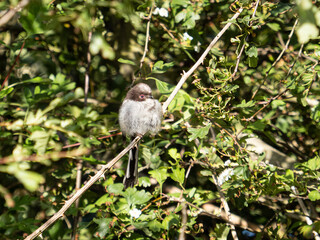 A long-tailed tit perched on a twig in south London