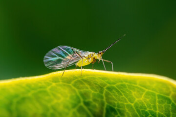 Adult Aphids on Twig. Greenfly or Green Aphid Garden Parasite Insect Pest Macro on Green Background