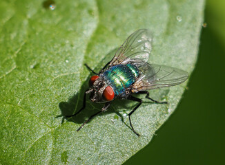 A common green bottle fly on a leaf