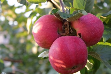 ripe red apples hang on a tree branch 
