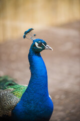 Fototapeta premium Portrait of an Indian peacock profile outside