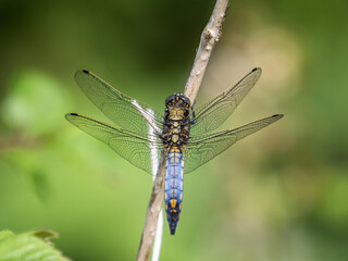 A black tailed skimmer dragonfly in south London.