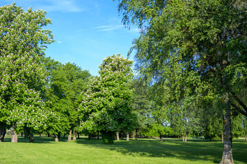 Fototapeta na wymiar Large green trees in the park area by the sea promenade