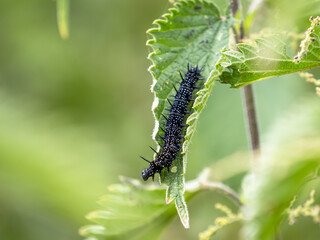 A peacock caterpillar on a nettle in south London.