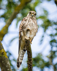 A kestrel (Falco tinnunculus) perched in south London