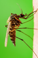 Malaria Infected Mosquito Bite on Green Background. Leishmaniasis, Encephalitis, Yellow Fever, Dengue, Malaria Disease, Mayaro or Zika Virus Infectious Culex Mosquitoe Parasite Insect Macro Close-up.