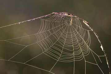 Spiderweb covered with dew, Everglades National Park