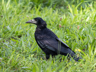A rook standing on grass in Poland. - obrazy, fototapety, plakaty