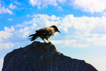 A single adult grey Hooded crow sits on top of a granite stone against a blue white cloudy sky. A large black and grey bird with a big beak on a rock at summer day. Ornithology. Plumage, fauna theme.