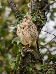 A kestrel (Falco tinnunculus) perched in south London