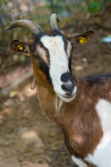 Naklejka na ściany i meble portrait of a goat variegated colors (white, brown ,yellow)