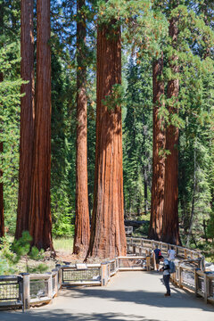 Giant Sequoia, Mariposa Grove, Yosemite National Park, UNESCO World Heritage Site, California