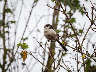 A long-tailed tit perched in a tree in south London