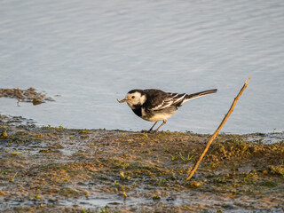 A pied wagtail feeding by a lake in south London.