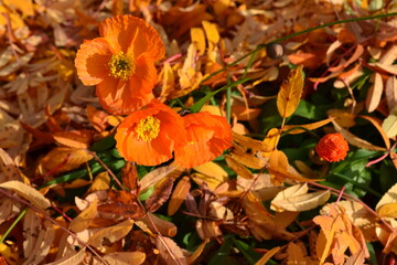 Late flowers in autumn leaves