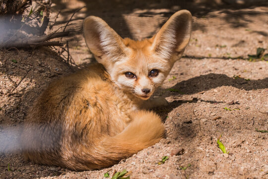 Fennec fox or desert fox, cute little fox sleeping curled