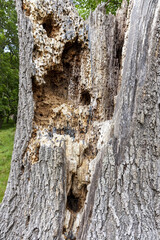 A much lived in decaying trunk of a dead tree near the Cotswold village of Snowshill, Gloucestershire UK
