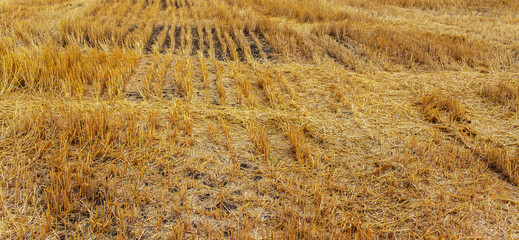Dry land after harvest. Agriculture concept. Panoramic photo.
