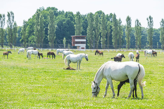 Landscape for Breeding and Training of Ceremonial Carriage Horses at Kladruby nad Labem, UNESCO World Heritage Site, Pardubice Region, Czech Republic