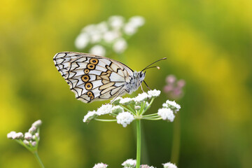 Melanargia russiae. Marigold butterfly on a meadow in the Altai region of Russia