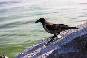 A single adult grey Hooded crow sits on top of a grey granite stone against a blue water in river. A large black-grey plumage clever bird with a big beak on the rocks by a sea. Wildlife. Ornithology.