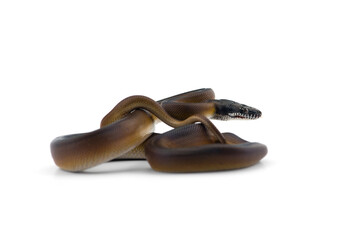rainbow White-lipped Python isolated on white background