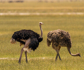 Two Ostriches Struthio Camelus Amboseli