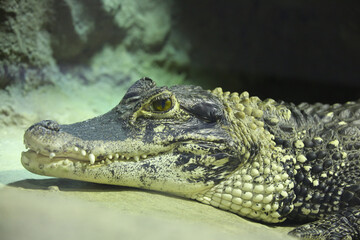 Crocodile in the terrarium at the zoo close up, blurred background