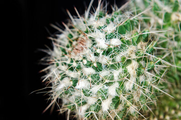 the cactus is a plant - succulent - which with its thorns creates golden geometric figures, it is...