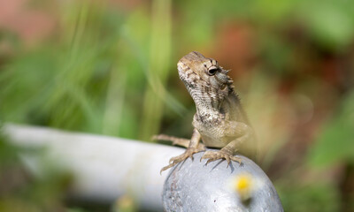 garden lizard on pipe.