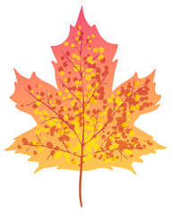 Vector autumn maple leaf isolated on white background
