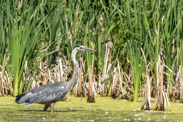 great blue heron in the marsh