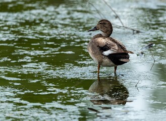 duck in the water