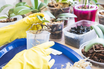 orchid transplanting, woman transplanting houseplants, houseplants are easy to care for, Beautiful orchid plant