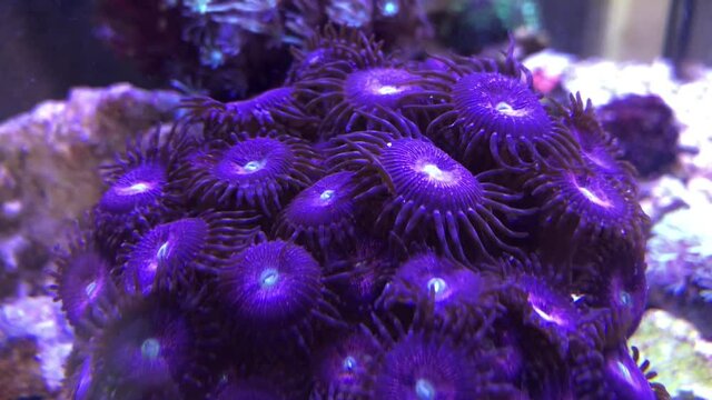 Eine Koralle im Meerwasseraquarium.